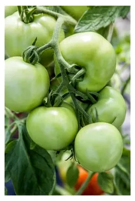 Produktbild von Tomaten Moneymaker – aromatisch und ertragreich für Garten & Balkon