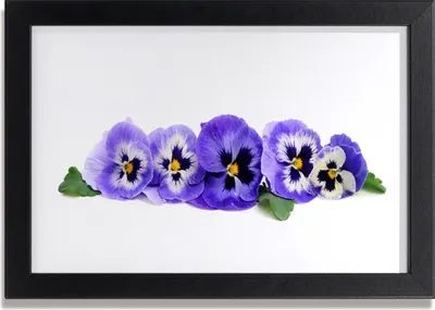 Produktbild von Bild 30x20 MDF-Rahmen Wandkunst Blütenblätter Stiefmütterchen
