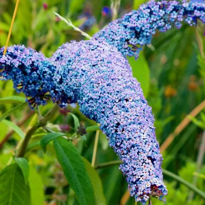 Produktbild von Blühender Zierstrauch Gartenpflanze für draußen Sommerflieder Nanho Blue 1 St.