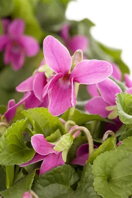 Produktbild von Viola odorata, Duftveilchen, violett, ca. 9x9 cm Topf