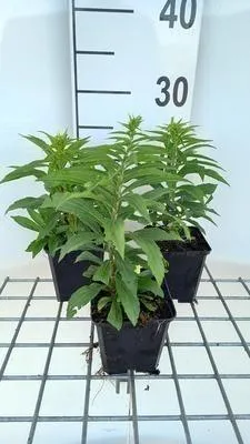 Zdjęcie produktu dla 6 x Solidago hybr. 'Golden Dwarf' - Nawłoć - Doniczka 9 x 9 cm