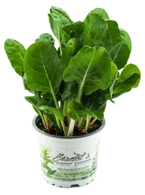 Produktbild von Enseleits Mangold Pflanze, Marktfrische Pflanze aus Nachhaltigem Anbau!