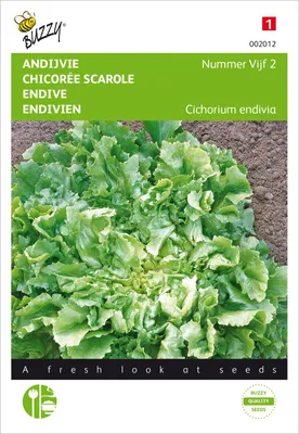 Produktbild von Sommerendivien Bubikopf | Endiviensalatsamen von Buzzy Seeds