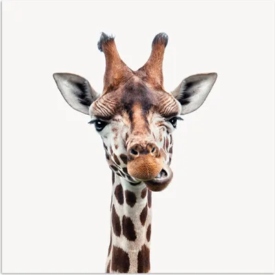 Produktbild von MuchoWow® Poster Jungen - Giraffe - Tiere - Kopf - Porträt - Kind - Mädchen 100x100 cm - Babyzimmer
