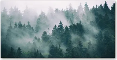Produktbild von Tulup® Leinwandbild -100x50 cm - Wandkunst - Drucke auf Leinwand - Leinwanddruck - Landschaften - Grau - Nebel über dem Wald