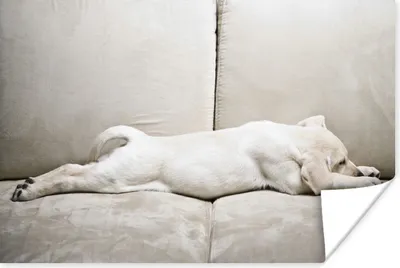 Produktbild von MuchoWow® Poster Labrador Welpe auf Sofa 60x40 cm - Schlafzimmerdekoration