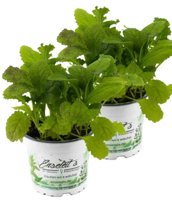 Produktbild von Enseleits 2er Set  Blattsenf Pflanze, BRASSICA JUNCEA, Aus Nachhaltigem Anbau!