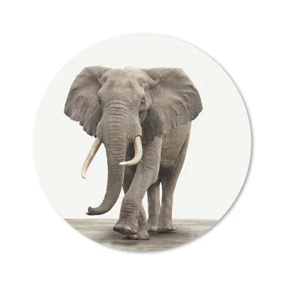 Produktbild von MuchoWow® Mauspad Mousepad Elefant - Kinder - Tiere - Mädchen 30x30 cm - Mousepads - Maus Mat - Pad - Mausunterlage - Tischunterlage - Schreibtischmatten
