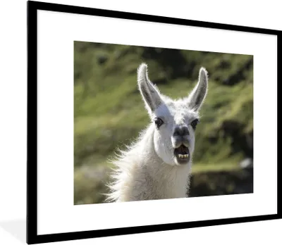 Produktbild von MuchoWow® Gerahmtes Poster Lama - Lustig - Kinder - Jungen - Mädchen - Kinder 80x60 cm - Poster mit Schwarzem Bilderrahmen Wandposter Rahmen Foto Bilder - Schlafzimmer-Dekorationen - Fotoposter