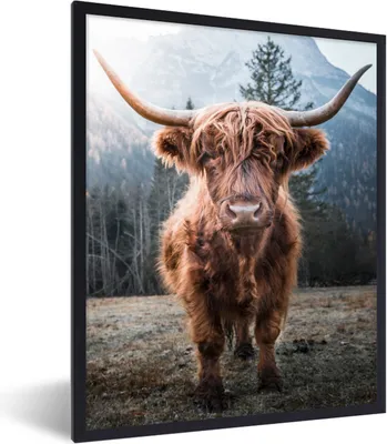 Produktbild von MuchoWow® Gerahmtes Poster Schottischer Highlander - Tiere - Porträt 60x80 cm - Poster mit Schwarzem Bilderrahmen Wandposter Rahmen Foto Bilder - Premium - Wanddeko Wohnzimmer