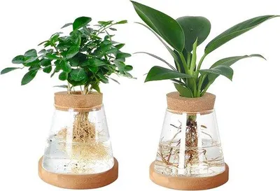Obrázek produktu pro Famanu Terárium – skleněný květináč pro hydroponické pěstování s podložením z bambusu