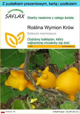 Zdjęcie produktu dla SAFLAX - Zestaw prezentowy - Roślina Wymion Krów - 10 Nasiona - Z pudełkiem upominkowym, etykietą wysyłkową, kartą podarunkową i podłożem uprawowym - Solanum mammosum