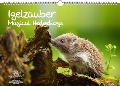 Produktbild von Igelzauber Immerwährender Kalender DIN A3 Igel - Seelenzauber