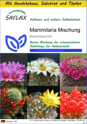 Produktbild von SAFLAX Anzucht Set - Mammilaria Mischung - Mammilaria Mix - 40 Samen - Mit Mini-Gewächshaus, Anzuchtsubstrat und 2 Töpfen