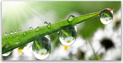 Produktbild von Tulup Leinwand-Bilder 120x60 Wandbild Canvas Kunstdruck Gras Tautropfen Natur