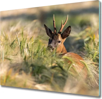 Produktbild von Glas Herdabdeckplatte 60x52 cm Spritzschutz Glasabdeckplatte Schneidebrett Hirsch Feld