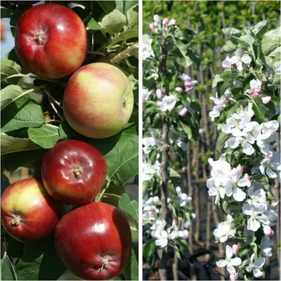 Produktbild von Dzin (S) - Säulenapfel zweijährig