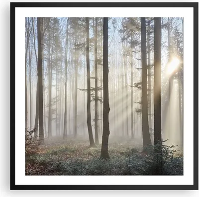 Produktbild von Gerahmtes Poster - Schwarzer Rahmen - Wald Baum Natur - 60x60 cm - Wand Bild - Wanddeko - Wandbilder - Kunstposter - Wandposter - Bilderrahmen - Bilder - Kunstdruck - Wandbild - P2BAC60x60-3749