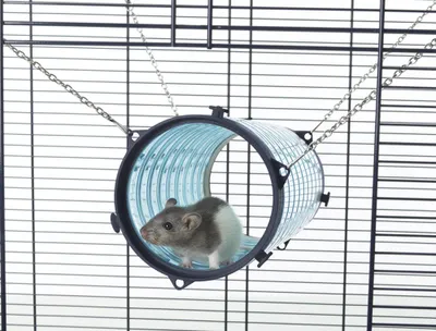 Produktbild von Nobby Röhre "Giant Tube"