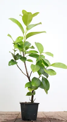 Produktbild von Prunus laurocerasus 'Rotundifolia', Kirschlorbeer, immergrün, 40–60 cm