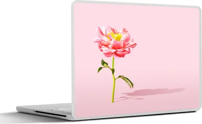 Produktbild von MuchoWow® Laptop Aufkleber Sticker Cover Rosa Pfingstrose auf einem rosa Hintergrund 36.5x27.5 cm - Laptop-Sticker