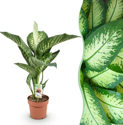 Produktbild von Green boutiQ - Zimmerpflanzen - Diefenbachia Tropic Snow - Dieffenbachia - Wenig Pflege - Bunt - 1 Pflanze - Topf 21cm - Höhe 90-100cm