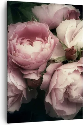 Produktbild von Bild auf Leinwand - Leinwandbild - Einteilig - Pfingstrose Blume - 70x100cm - Wand Bild - Wanddeko - Wandbilder - Leinwanddruck - Wanddekoration - Leinwand bilder - Wandbild - PA70x100-3930