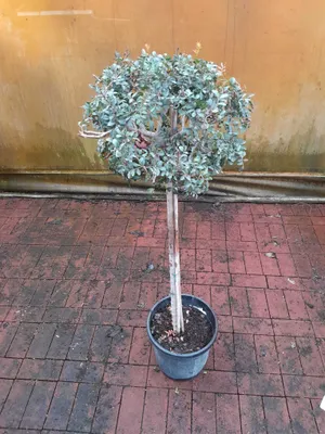 A potted tree with green foliage stands on a brick-tiled surface in front of a textured yellow wall.