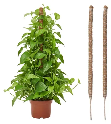 Produktbild von Wigearss 2 Stück Moosstab für Monstera, Kokosfaser Rankhilfe, Pflanzstab Kokos, Pflanzenstütze für Kletterpflanzen, 100cm