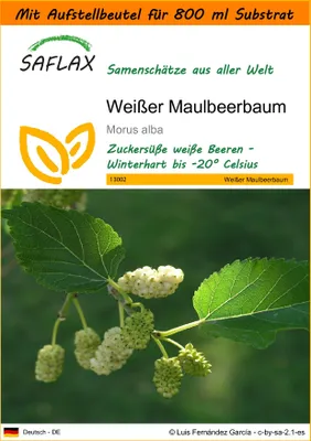 Produktbild von SAFLAX - Garden in the Bag - Weißer Maulbeerbaum - 200 Samen - Mit Anzuchtsubstrat im praktischen, selbst aufstellenden Beutel - Morus alba