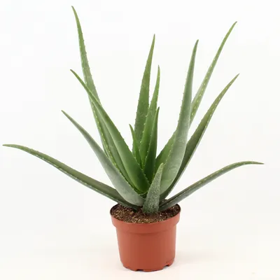 Immagine prodotto di Aloe Vera - 60-70cm - Ø19cm - Pianta d'appartamento - Sempreverde - Cactus e piante grasse