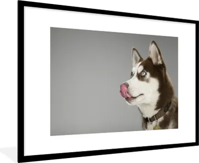 Produktbild von MuchoWow® MuchoWow® Gerahmtes Poster Husky - Tier - Lecken 90x60 cm - Poster mit zchwarzem Bilderrahmen - Wanddekoration - Fotos