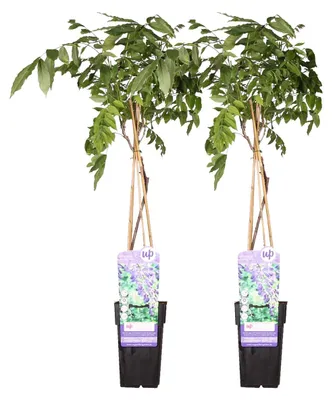 Produktbild von 2er-Set - Wisteria Sinensis Prolific - Blauregen Kletterpflanze - Blau - Kletterpflanzen - Gartenpflanzen - Winterhart - 50-70 cm Hoch - Topf 15 cm