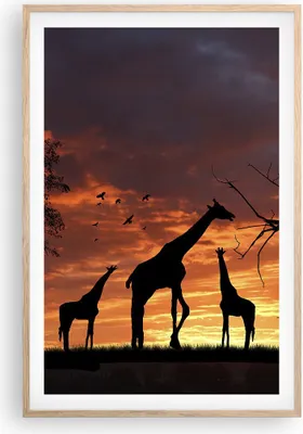 Produktbild von Gerahmtes Poster - Rahmen in heller Eiche - Giraffe Afrika Sonne Safari - 61x91,5 cm - Wand Bild - Wanddeko - Wandbilder - Wandposter - Bilderrahmen - Bilder - Kunstdruck - Wandbild - P2NPA61x91-0507