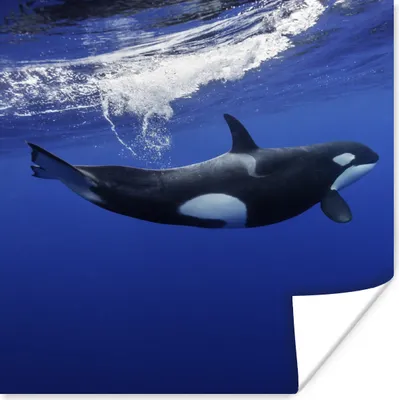 Produktbild von MuchoWow® Poster Orca im klaren Wasser 100x100 cm - Babyzimmer