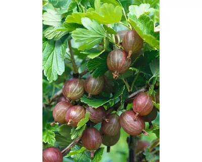Produktbild von Rote Stachelbeere Hochstamm FloraSelfRibes uva-crispa 'Hinnonmäki rot' H ca. 140 cm Co 5 L