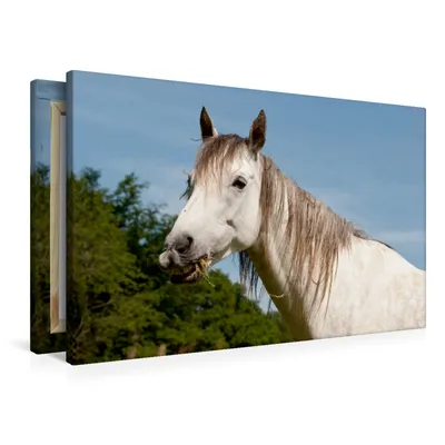 Produktbild von Calvendo  Textil-Leinwand 90 cm x 60 cm quer Ein Motiv aus dem Kalender Lustiger Schimmel - ein Pferd mit Humor, Bölts Meike; 7315031