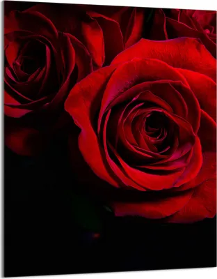 Produktbild von Herdabdeckplatte 40x52 Glaskeramikkochfeld Abdeckung Spritzschutz Glasplatte Deko Schneidebrett, Rose Rot