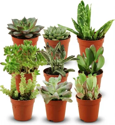 Image de Assortiment de mini-succulentes - 9 pièces - Ø 5,5 cm - Hauteur : 5-10 cm