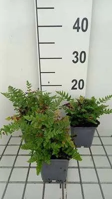 Obrázek produktu pro 6 x Woodwardia fimbriata - Řetězovitá kapradina - květináč 9 x 9 cm