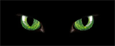Produktbild von Wallario Poster - Grüne Katzenaugen bei Nacht, Kunstdruck Größe: 50 x 125 cm