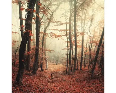 Produktbild von Glasbild Mystic Forest I 20x20 cm