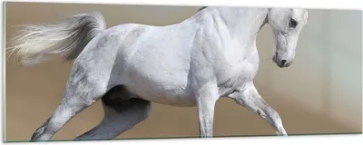 Produktbild von Bilder auf glas - Pferd weiß Tier - 90x30cm - Glasbilder - Wandbilder - Kunstdruck - zum Aufhängen bereit - Wanddekoration aus Glas - Glas Bilder - Wandbild auf Glas - Einteilig - GAB90x30-0167
