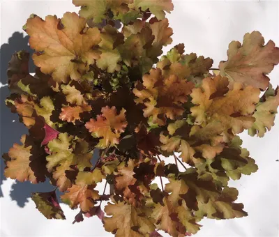 Produktbild von Heuchera "Amberous" - Purpurglöckchen Baby Bells im Topf 12 cm Neuheit 2020 - 12 cm