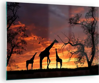 Produktbild von Bilder auf glas - Giraffe Afrika Sonne Safari - 70x50cm - Glasbilder - Wandbilder - Kunstdruck - zum Aufhängen bereit - Wanddekoration aus Glas - Glas Bilder - Wandbild auf Glas - GAA70x50-0507