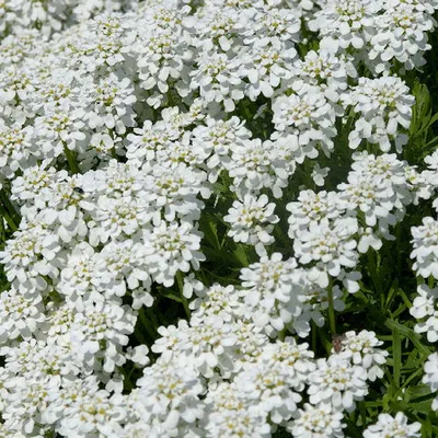 Produktbild von 6 x Immergrüne Schleifenblume  - Iberis sempervirens 'Schneeflocke'  | Topf 9cm x 9cm
