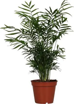 Image de Palmier des montagnes mexicain (Chamaedorea elegans) – Plante d'intérieur – Ø 17 cm, hauteur 55 cm – Décoration