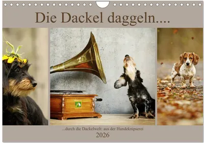 Produktbild von Die Dackel daggeln.... (Wandkalender 2026 DIN A4 quer), CALVENDO Monatskalender
