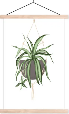 Produktbild von MuchoWow® Textilposter Pflanzen - Hängepflanze - Weiß 40x60 cm mit holzfarbenen Rahmen - Poster