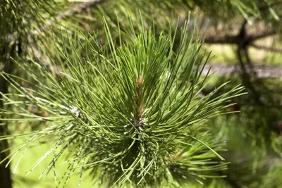 Produktbild von Pinus schwerinii 'Wiethorst', Kiefer, kompakt, 30–40 cm